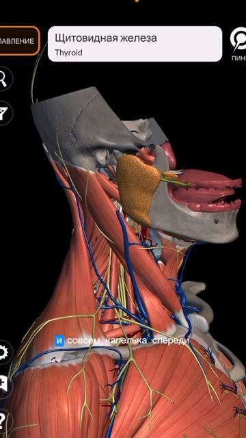 Где нельзя массировать шею? смотреть онлайн