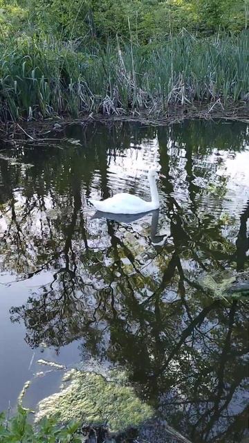 А белый лебедь на пруду... смотреть онлайн