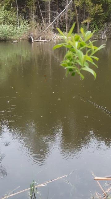 утро на озере