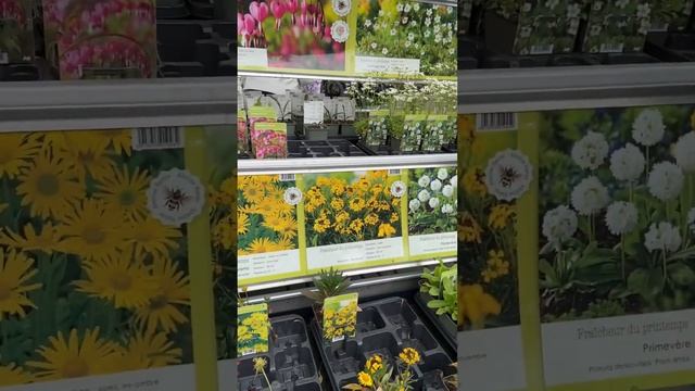 Magasin de plantes en Belgique. Цветочный магазин в Бельгии. смотреть онлайн