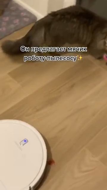 Кот испытывает робот пылесос смотреть онлайн