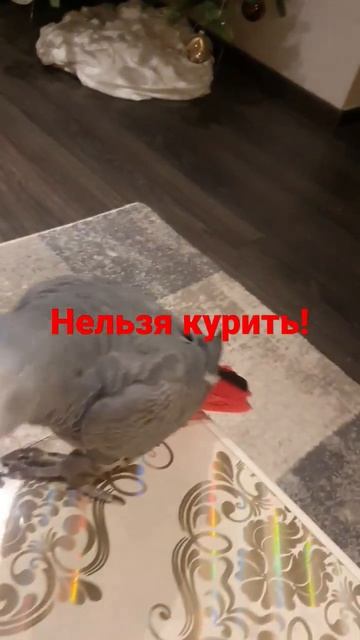 Жако Кирюша#попугай#говорящий попугай #shorts смотреть онлайн