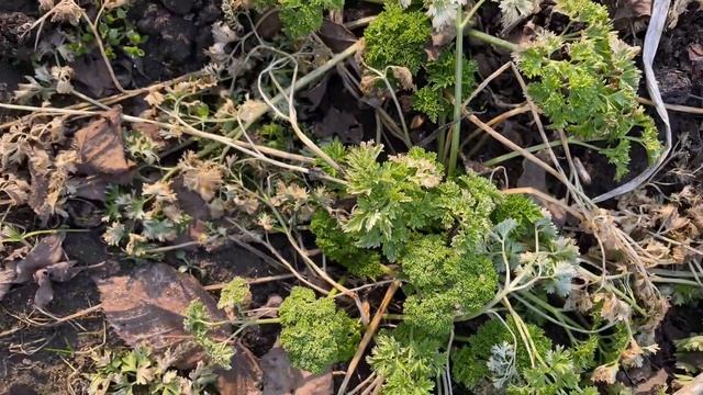 КАК СДЕЛАТЬ ВЕЧНОЗЕЛЕНУЮ ГРЯДКУ и как за ней ухаживат? смотреть онлайн