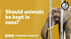 Should animals be kept in zoos? ⏲️ 6 Minute English