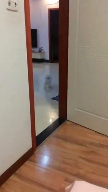 Когда ночью открываешь холодильник. Жена: 🐈 #memes #кошк? смотреть онлайн