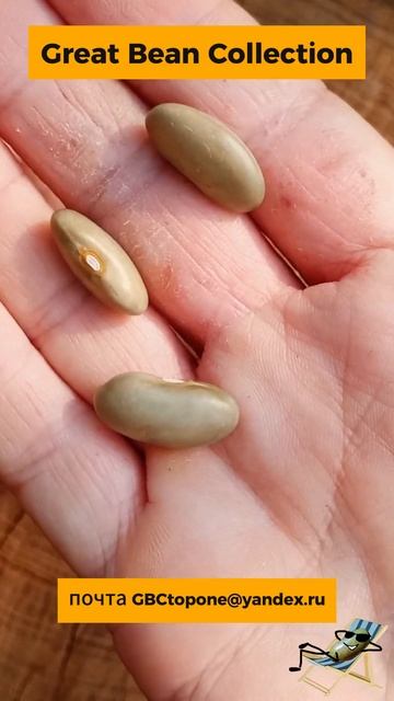 Собираю семена фасоли МбоМбо \|/ Collecting bean seeds Mbo Mbo смотреть онлайн