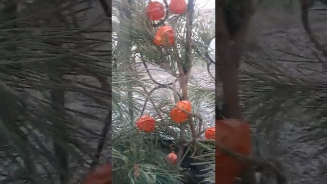 Снег летает, кружится...