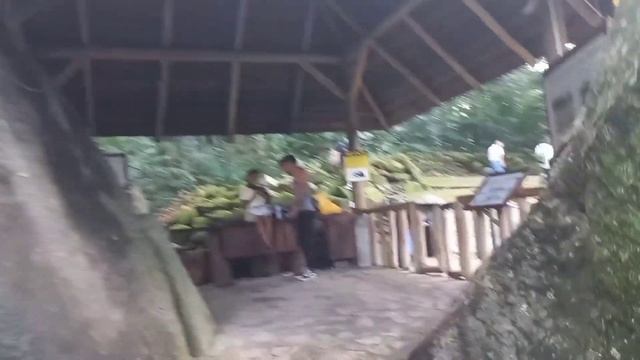 Сейшелы 2024. Национальный ботаничнский сад. Сейшельские черепахи. Рынок в Виктории.Покупки