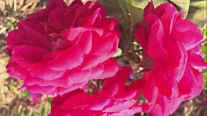 КАК ВЫРАЩИВАЮТ РОЗЫ НА ПЛАНТАЦИИ