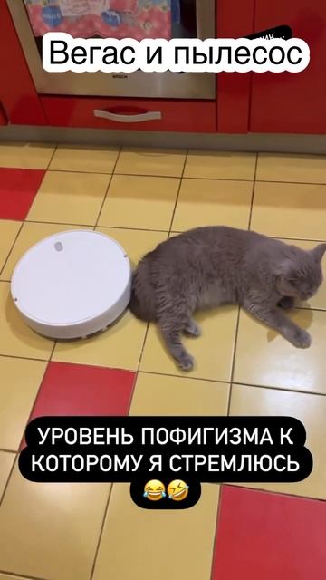 #кот #пылесос #озвучка #прикол смотреть онлайн