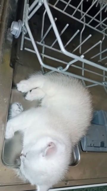 У вас есть дома посудомоечная машина? смотреть онлайн