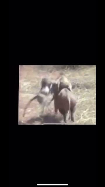 Мотоцикл,приколы,кабан,обезьяны,угон смотреть онлайн