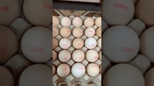 ПОМОГИТЕ✅С ИНКУБАЦИЕЦ ЯЙЦА БРОЙЛЕРА_8 мая 2025 года