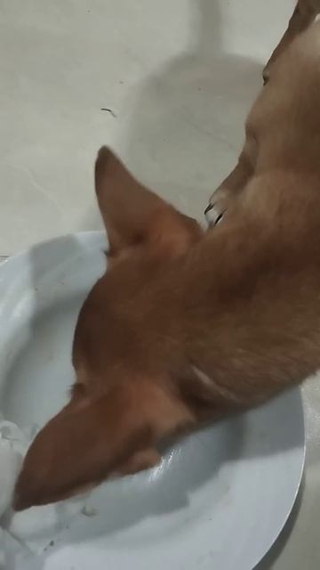 Новая посудомоечная машина Белка. Очень экономичная смотреть онлайн