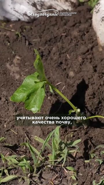 Виноград без химии – миф или реальность? Узнай правду!