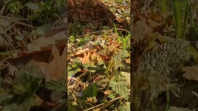 чайник закипел!!! смотреть до конца!!!! смотреть онлайн