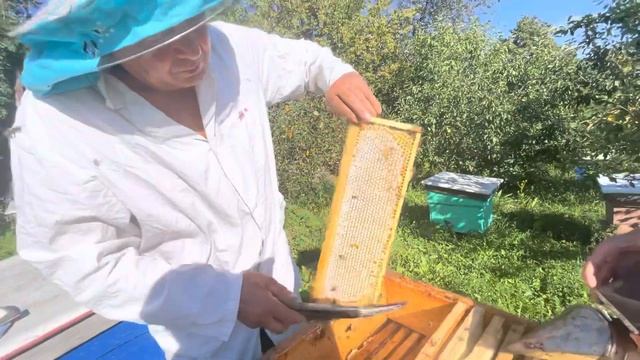 Наш эксперимент производства меда в сотах в больших деревянных рамках-вощина для трутневого расплод смотреть онлайн