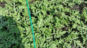 Результаты прививок арбузов и огурцов на лагенарию вы