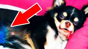 УСНУЛА ПЕРЕД СКАЛЬПЕЛЕМ! 🐾💔 Семья переживает за любимца