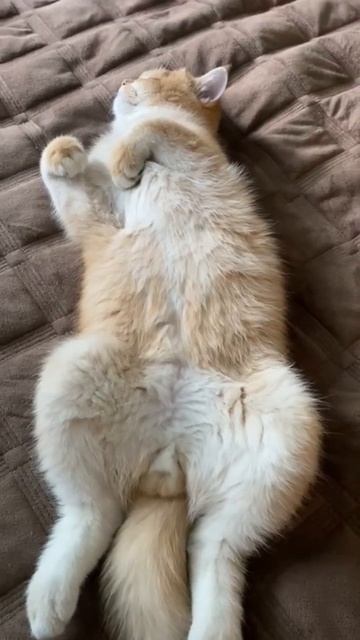 ПОЗА:курочка гриль смотреть онлайн