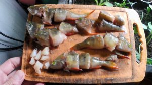 Выращивание осетров. Окуни как корм. Осётр ЛенКа, чем кормить в домашних условиях