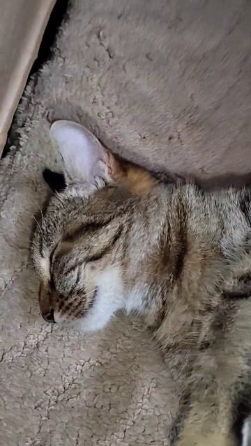 Люська отдыхает, всю ночь была на охоте под холодильни смотреть онлайн