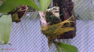 Бульбофиллум Беккари (Bulbophyllum beccarii)