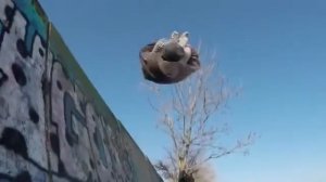 Все сальто в мире