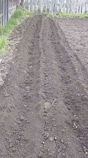 первый раз пробую нарезать борозды окучником смотреть онлайн