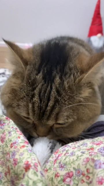 пришла и тесто месит🥰#тестомес #cat #mylove #рекомендации смотреть онлайн