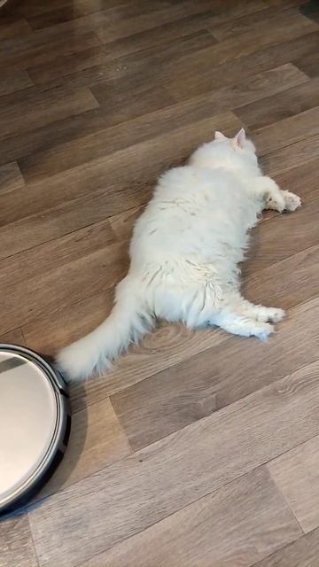 Жёсткий массаж коту Мартину от робота пылесоса. смотреть онлайн