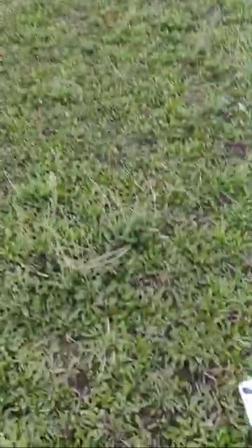 ✅петарда P23 + страйкбольная граната