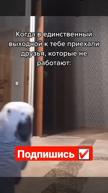 Друзья В Единственный Выходной🤣#мемасики#мемы#мем#прикол#орунемогу#цешо#юмор#шутки#смех#видос#тикто смотреть онлайн