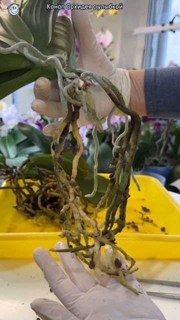 Из 1 орхидеи - 2. Пересадка орхидеи. Часть 3 из 4. #пересад? смотреть онлайн