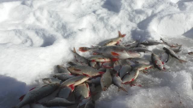 КРАСНОПЕРКА ЛЮБИТ ЭТОТ ЦВЕТ. ЗДОРОВЫЕ РЫБИНЫ РВУТ МОРМЫШКИ. ПОПАЛИ НА ВЫХОД смотреть онлайн