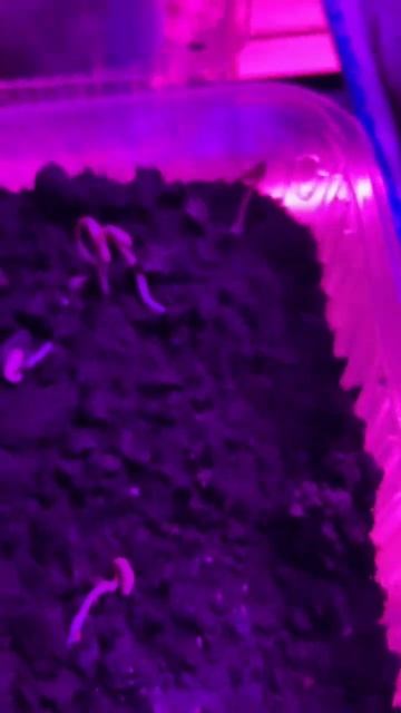 Гранат растёт дома под ультрафиотетовой лампой смотреть онлайн