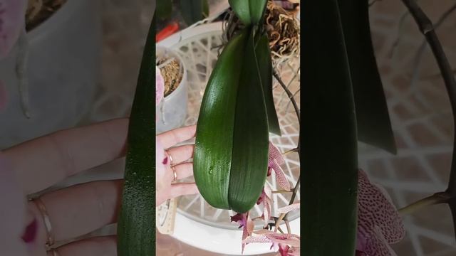 Орхидеи Pirate Picotee бабочка, Sesame, Luna Rosa бабочка #orchid #цветы смотреть онлайн