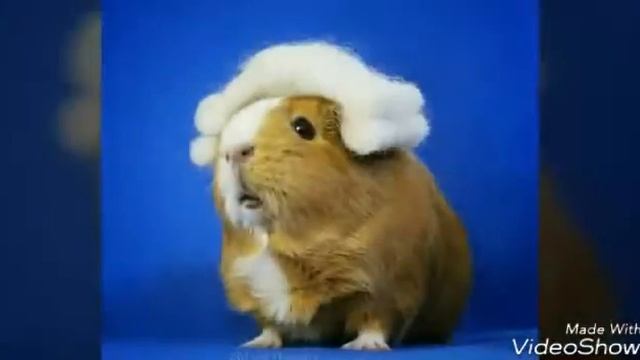 Морские свинки (смешно) смотреть онлайн