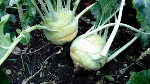 Выращивание и хранение капусты кольраби сорт Гигант