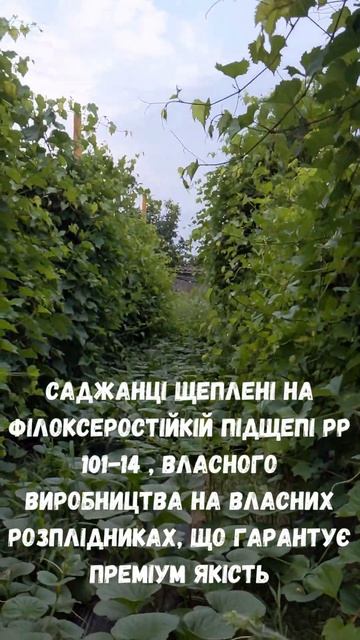 Принимаем заказ на привитые саженцы винограда смотреть онлайн
