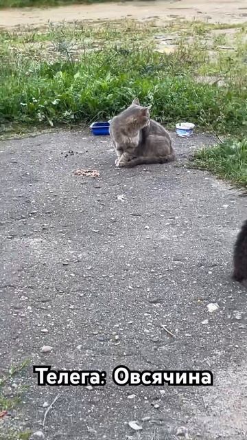 Четырис кошкис #котик #юфс #животные #смешнойкот #кот #с смотреть онлайн