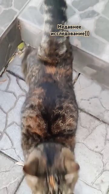 Исследование выявило #стетхем #цитаты #юмор #смешныеко смотреть онлайн