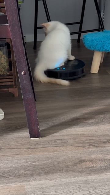 Cat funny/кот смешной, робот-пылесос смотреть онлайн