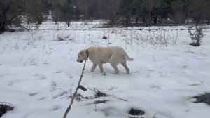 ЖИЗНЬ вне ГОРОДА. КАК ЖИВЕТ В ЛЕСУ СЕМЬЯ ИЗ БЕЛАРУСИ