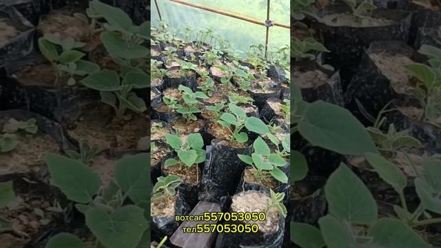 #павловния биогумусе смотреть онлайн