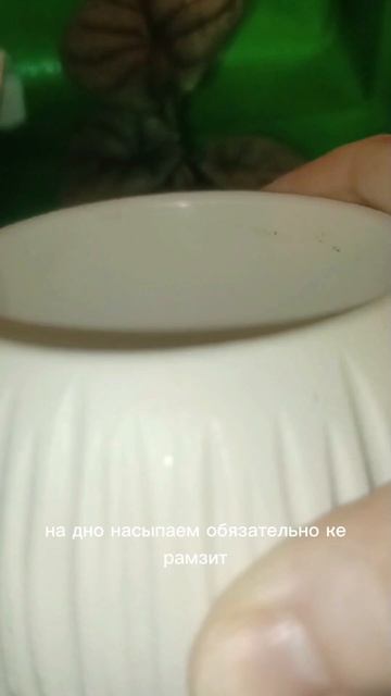 Пересадка моего серебристого Дракона! #алоказия #дома смотреть онлайн