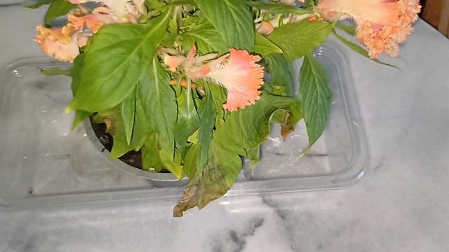 Целозия гребенчатая на подоконнике,     ваше растение з