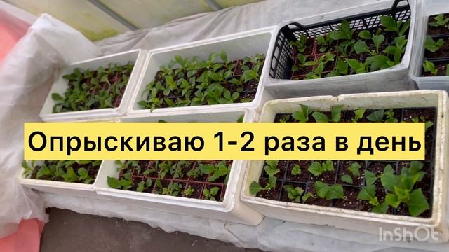 🌺АДАПТАЦИЯ ЧЕРЕНКОВ КРУПНОЛИТНОЙ ГОРТЕНЗИИ.