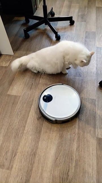 Мартин белый кот и робот пылесос. смотреть онлайн