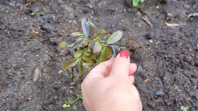 17.08.24.Дача..не все петунии после обрезки зацветут.. Любу смотреть онлайн